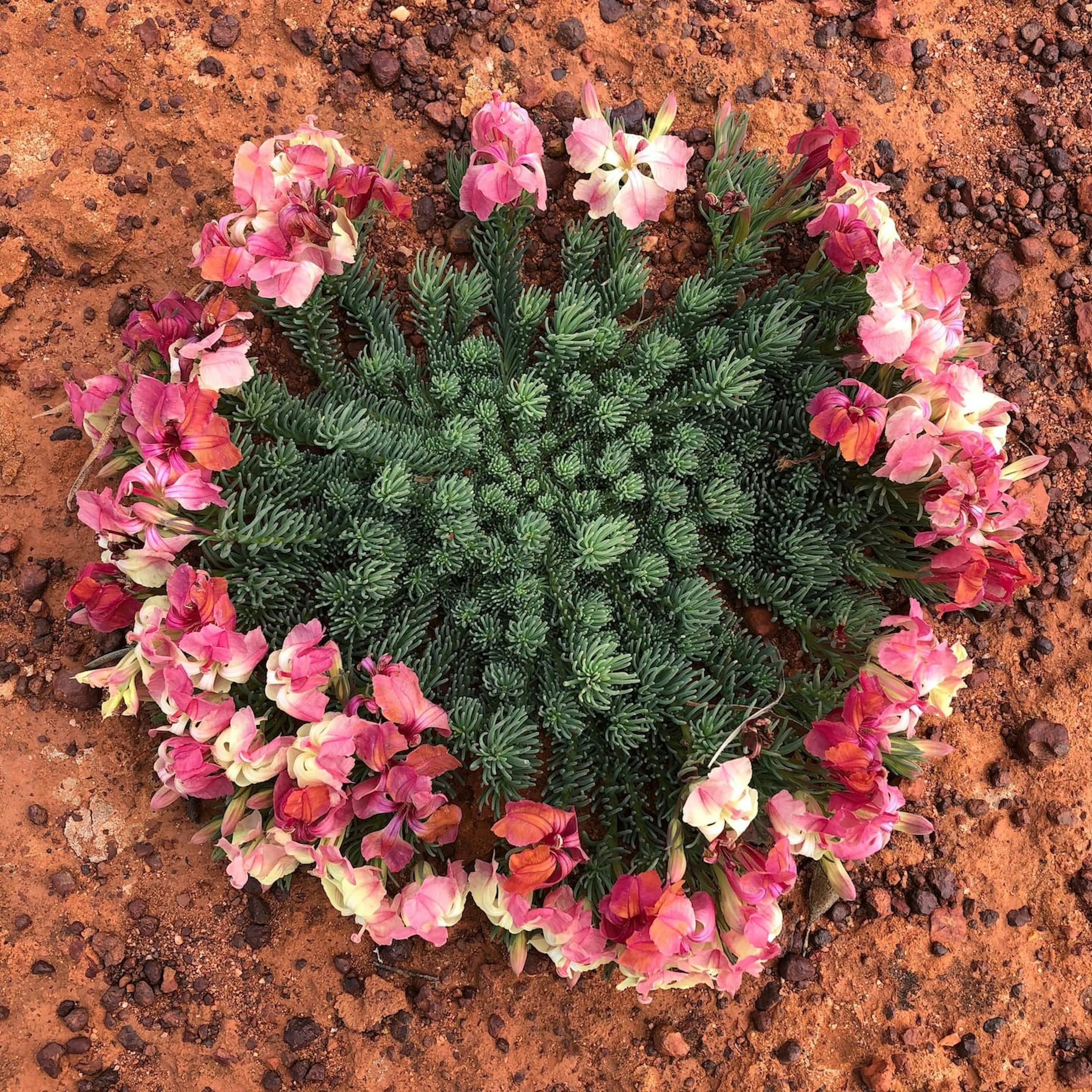 Pindar Wreath Flower