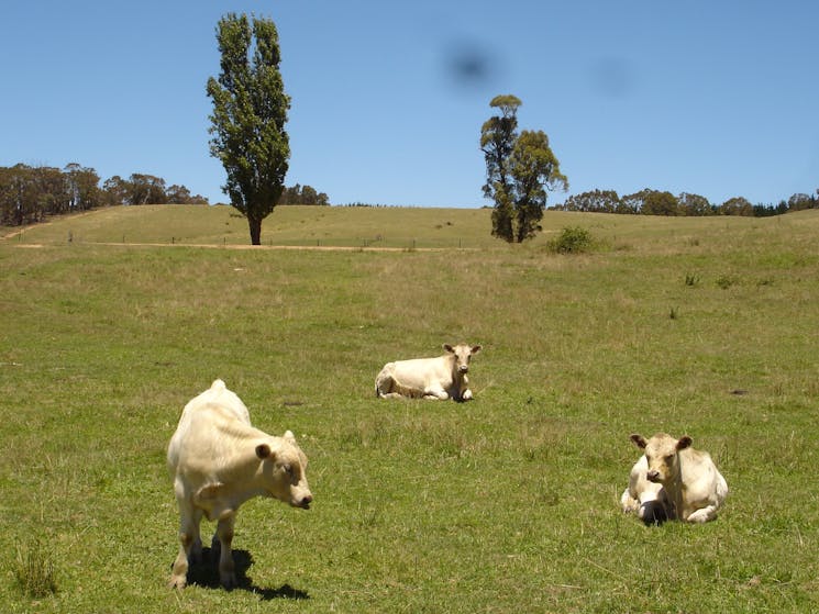 Kilbeggan Cottage Cattle