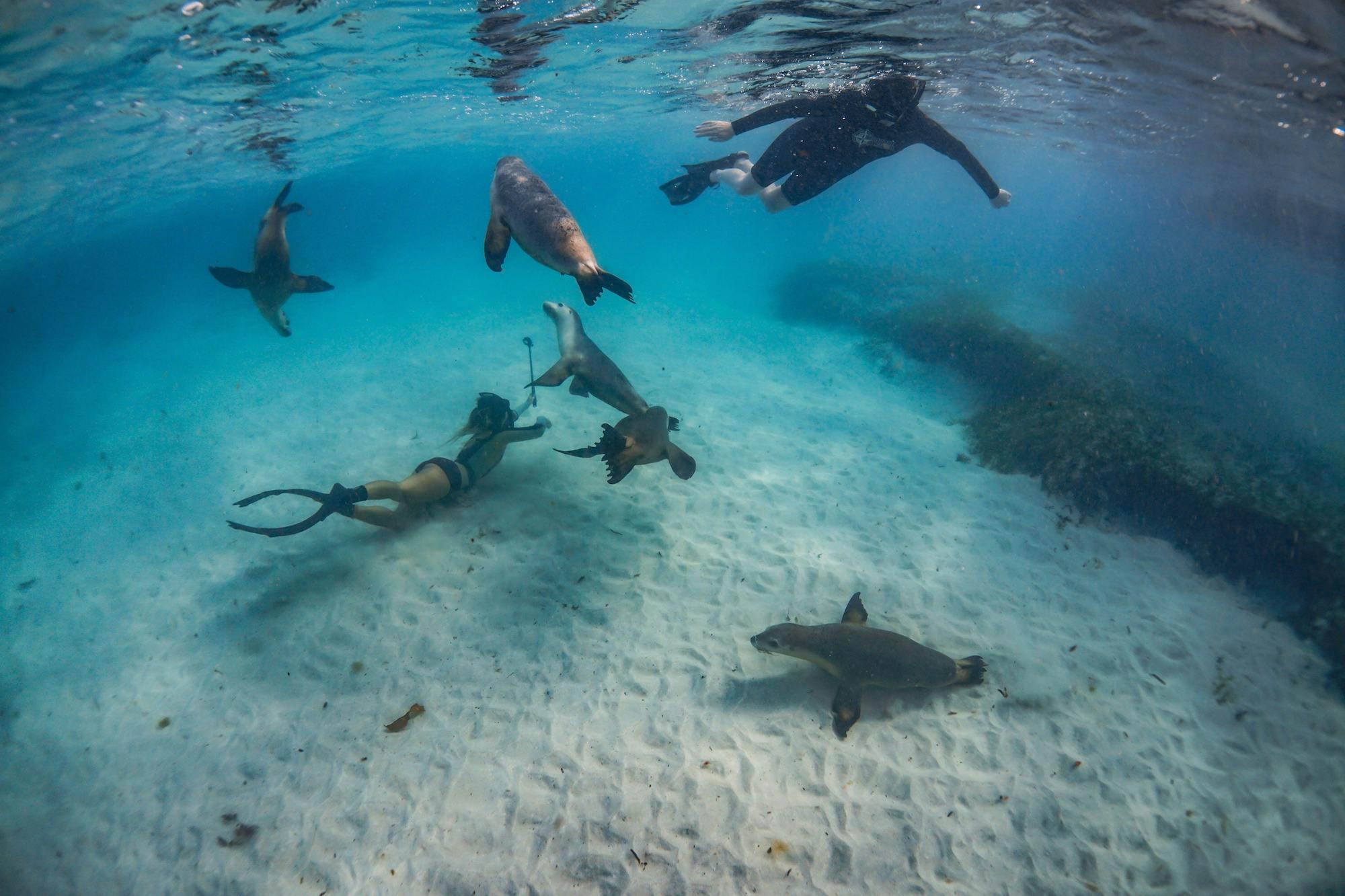 Sea Lion interaction with this tour aboard Turquoise Safaris with New Leaf Connect