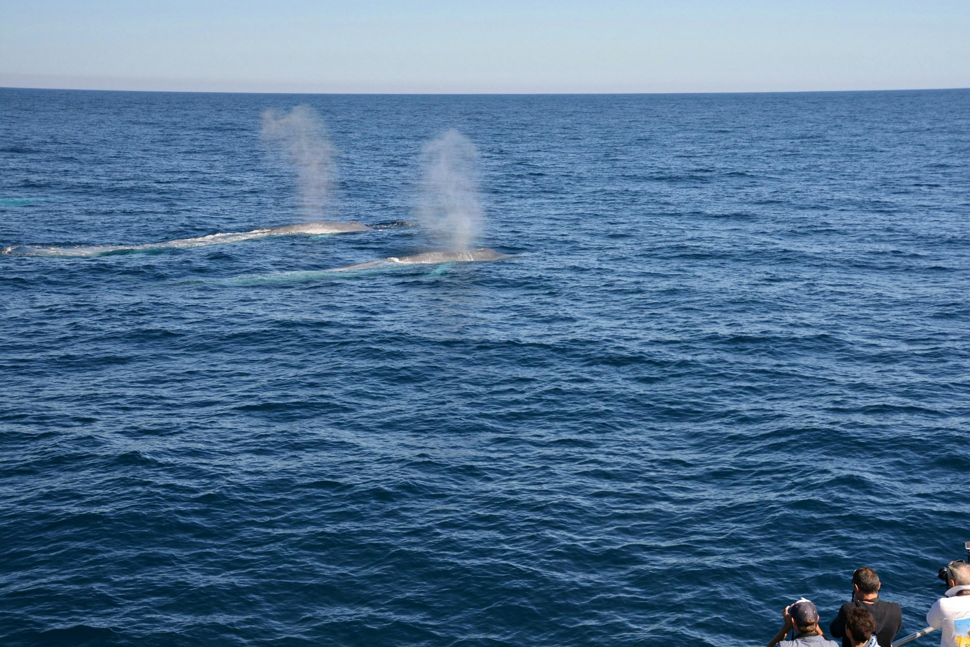 Perth Canyon Blue Whale Experience