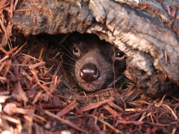 Tasmanian Devil