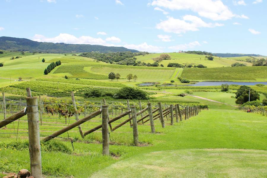 Vineyard view