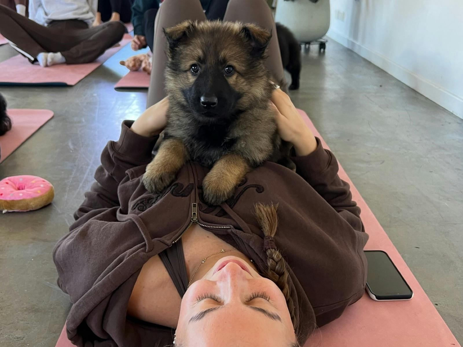 German shepherd puppy