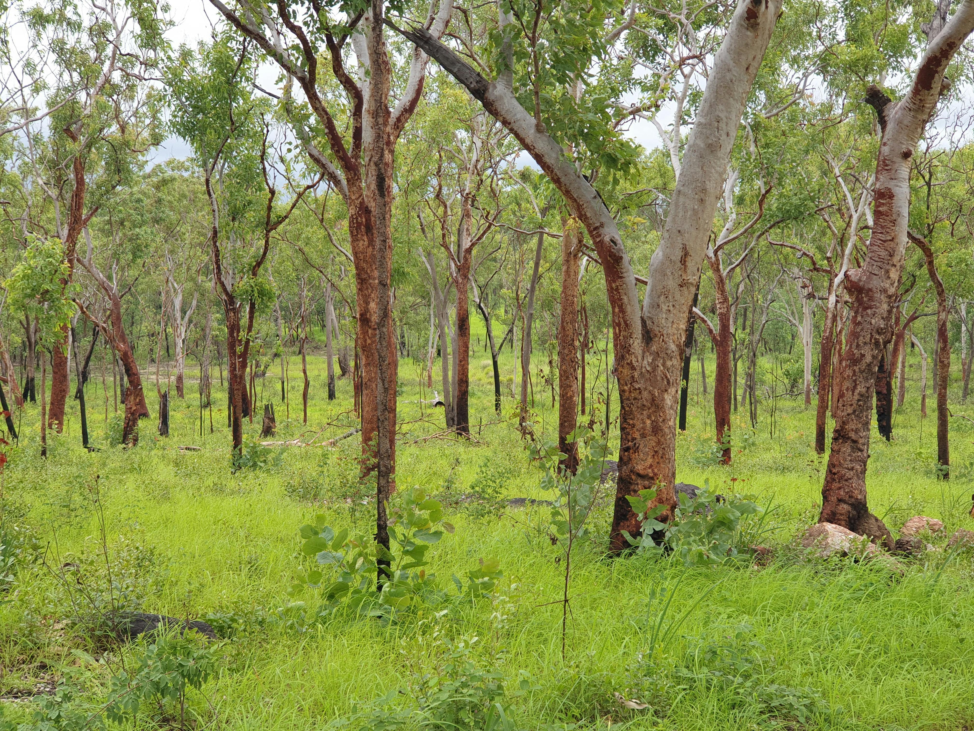 Woodland