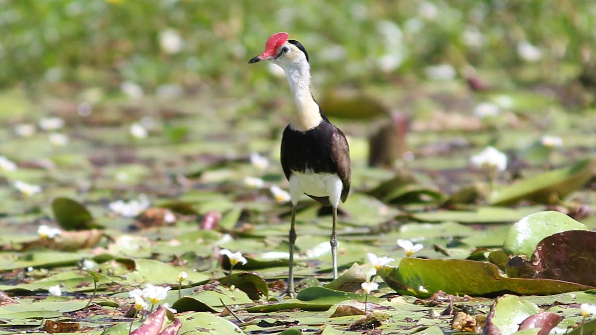 Comb-crested jacana at Connolly Dam