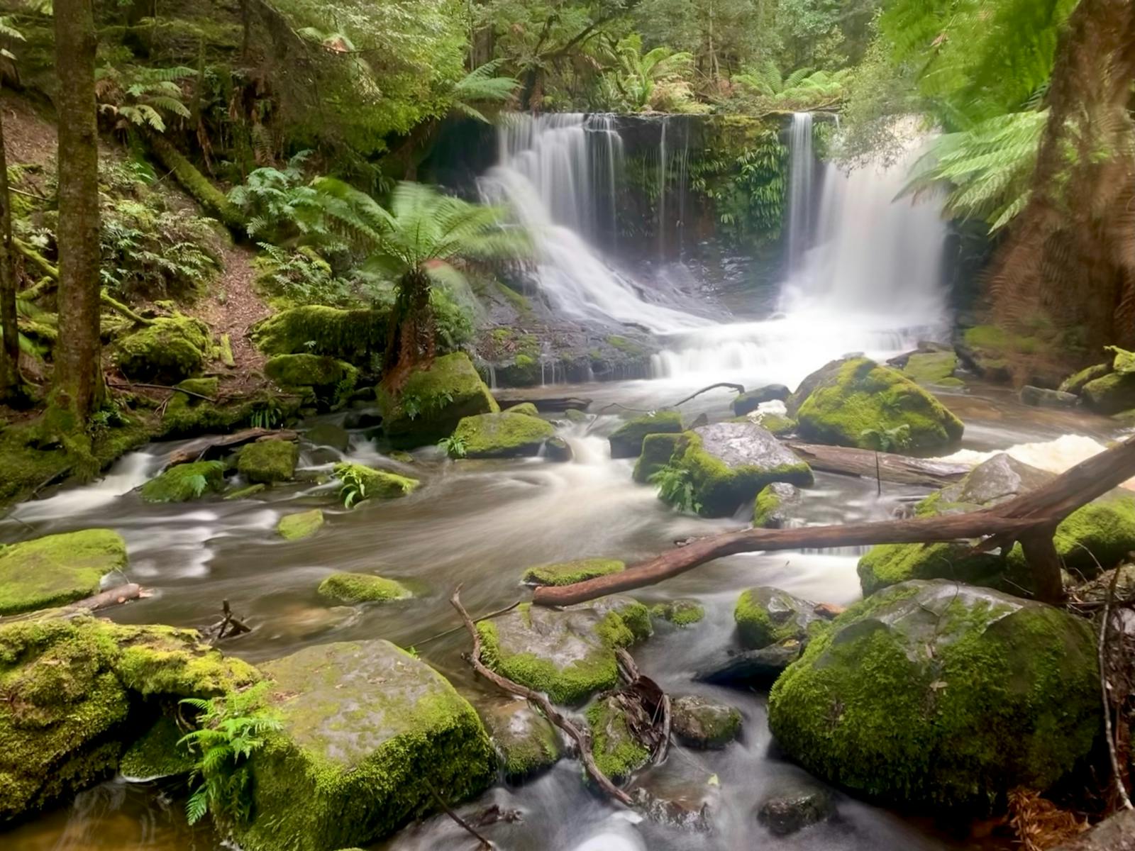 See spectacular waterfalls at Mount Field