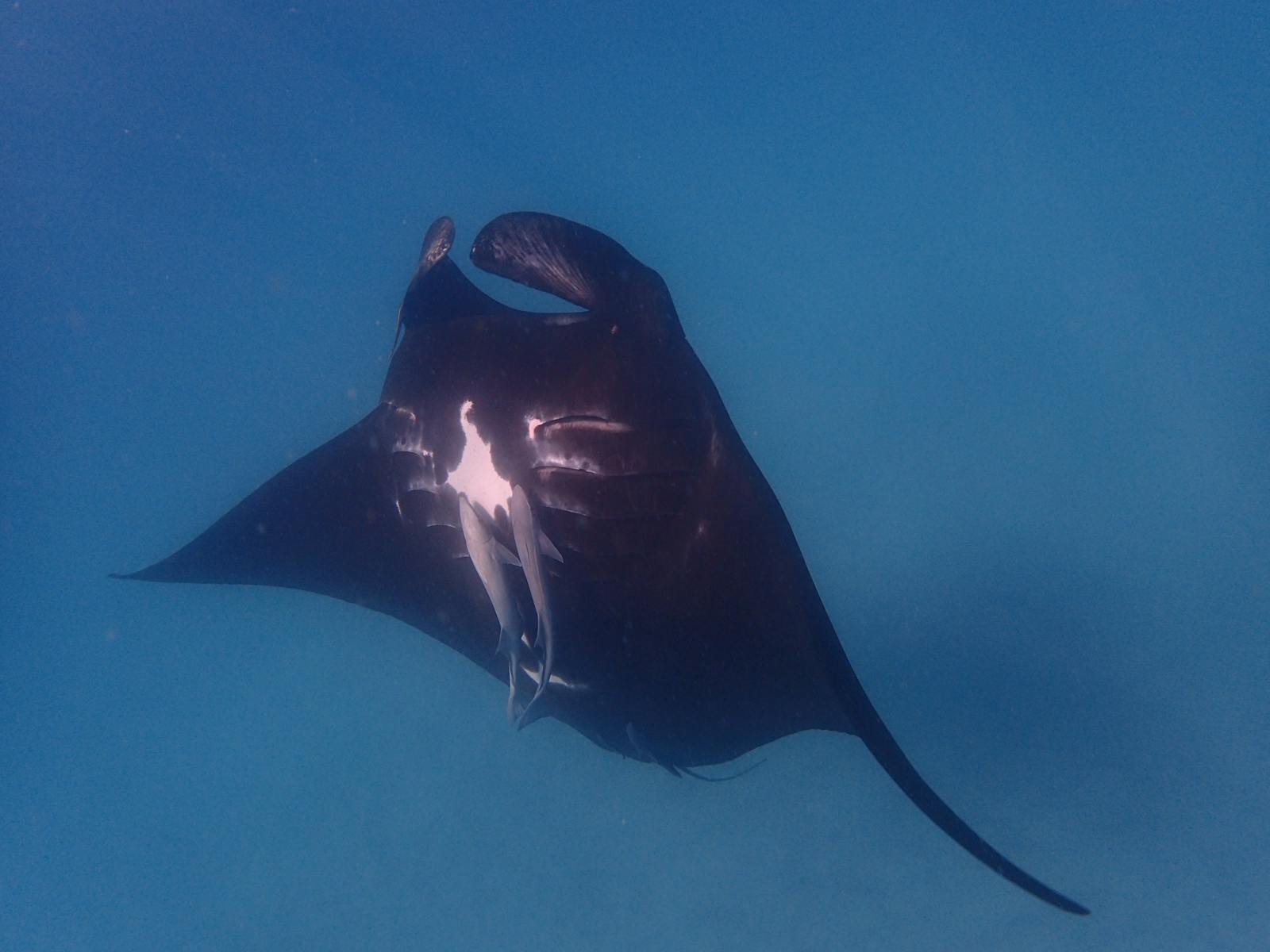 Image for Project Manta Ningaloo Reef, Western Australia