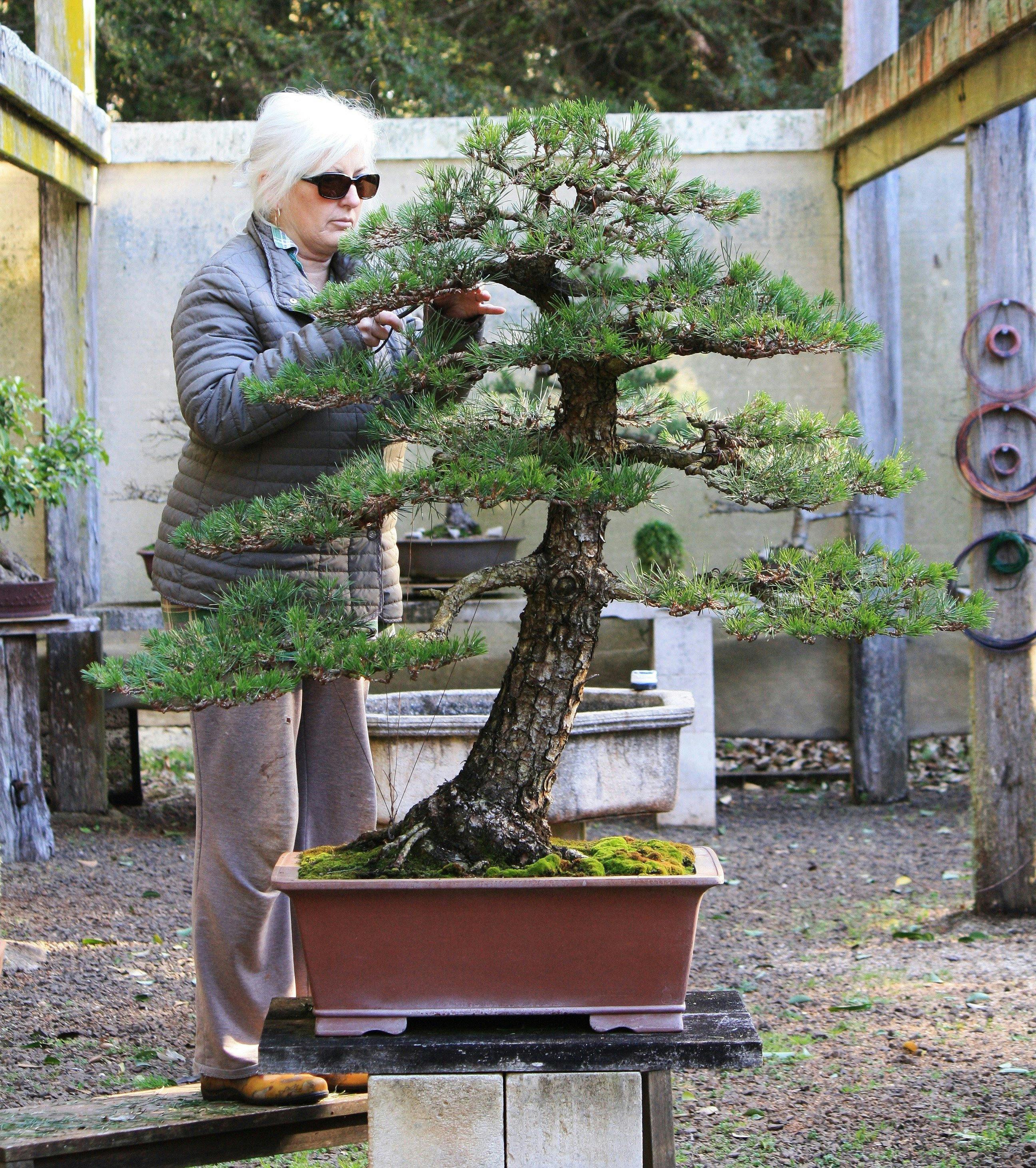 Australian bonsai dorrigo