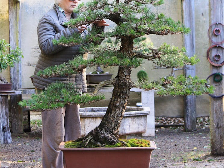 Australian bonsai dorrigo