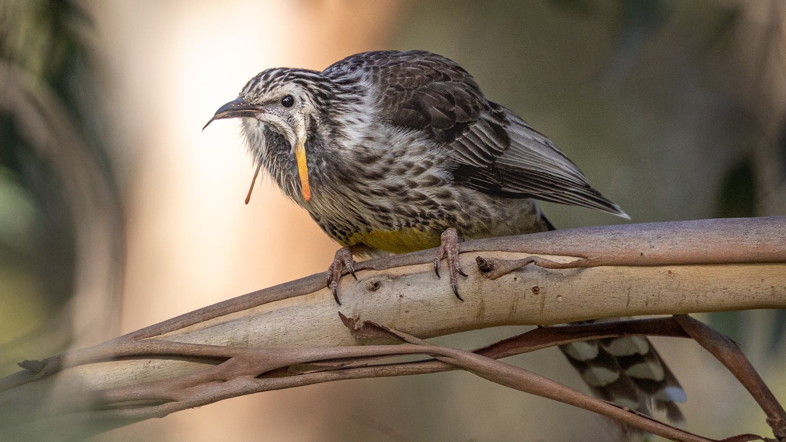 Photograph Tasmania's endemic bird species