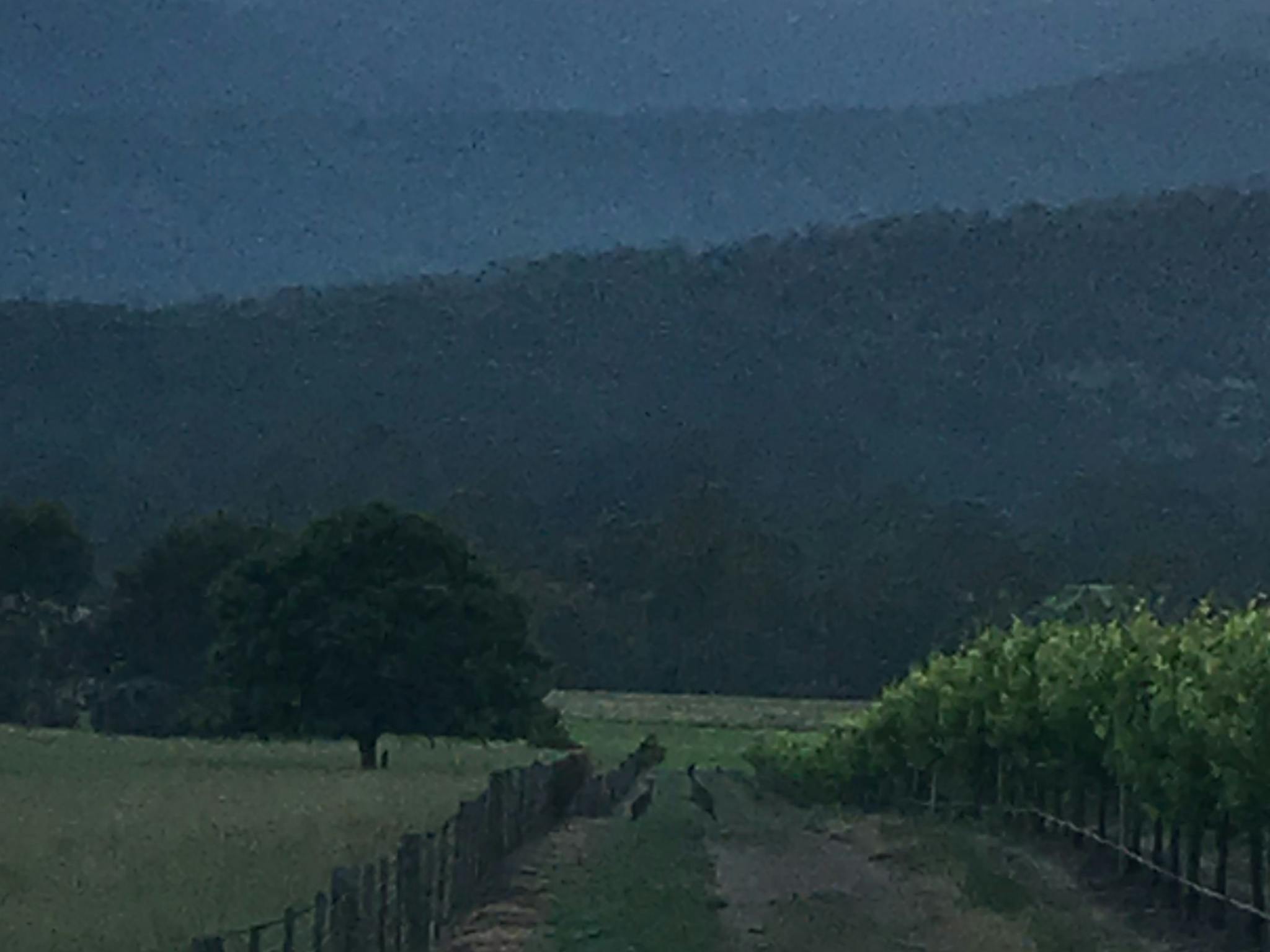 kangaroos in the vines