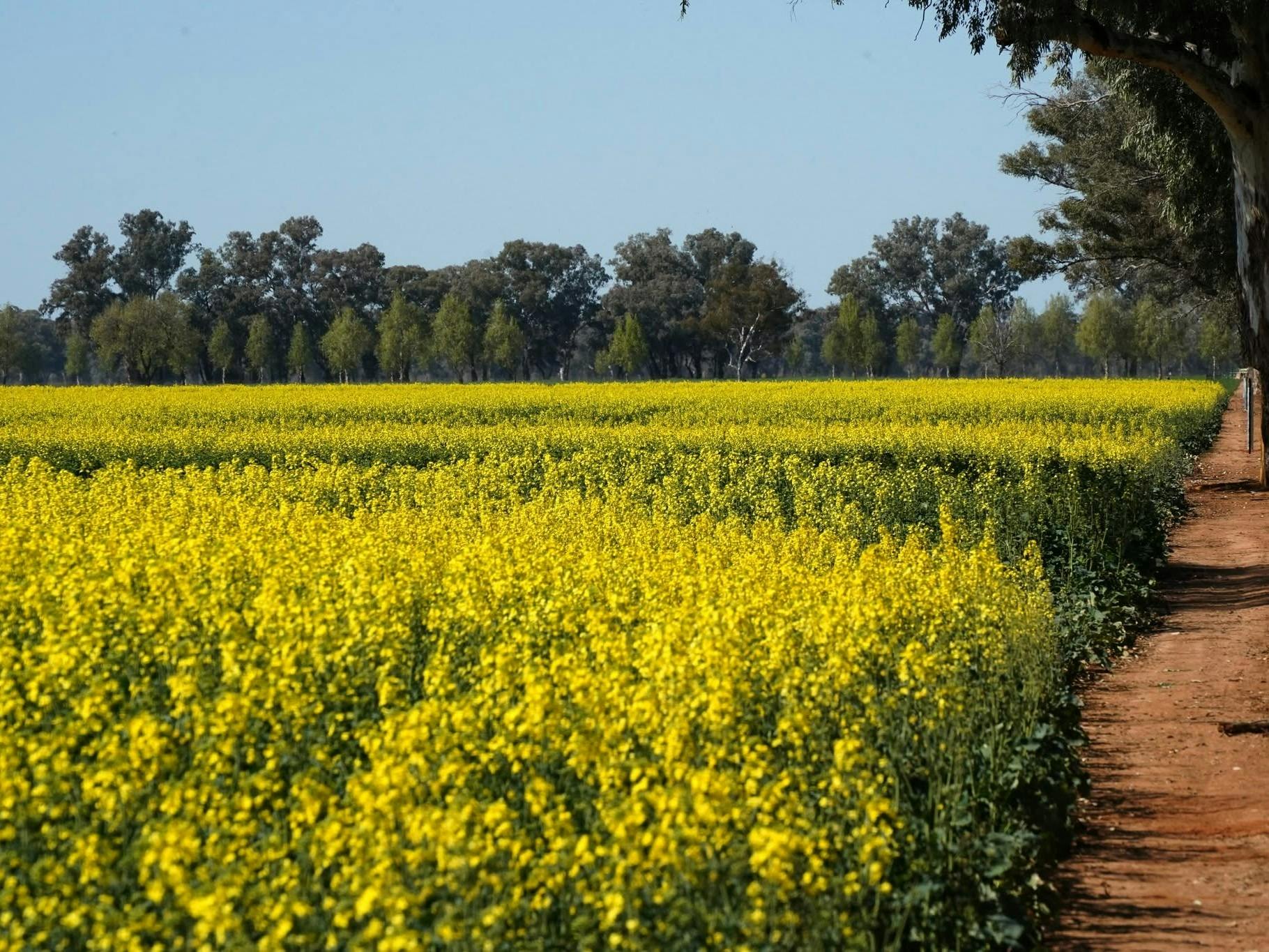 Cowra Canola Tours