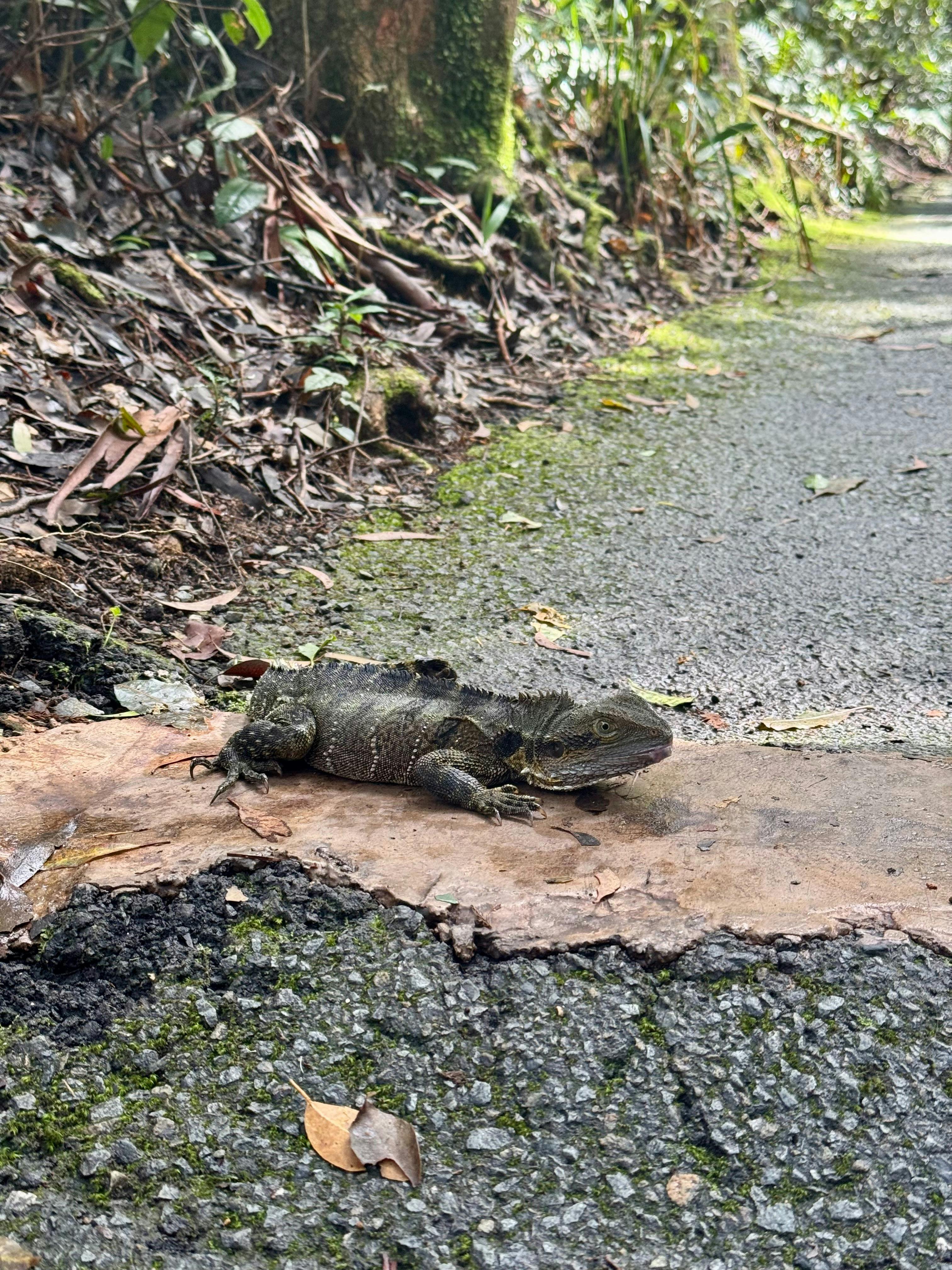 Super 7 Waterfalls and Natural Bridge Tour at Springbrook National Park