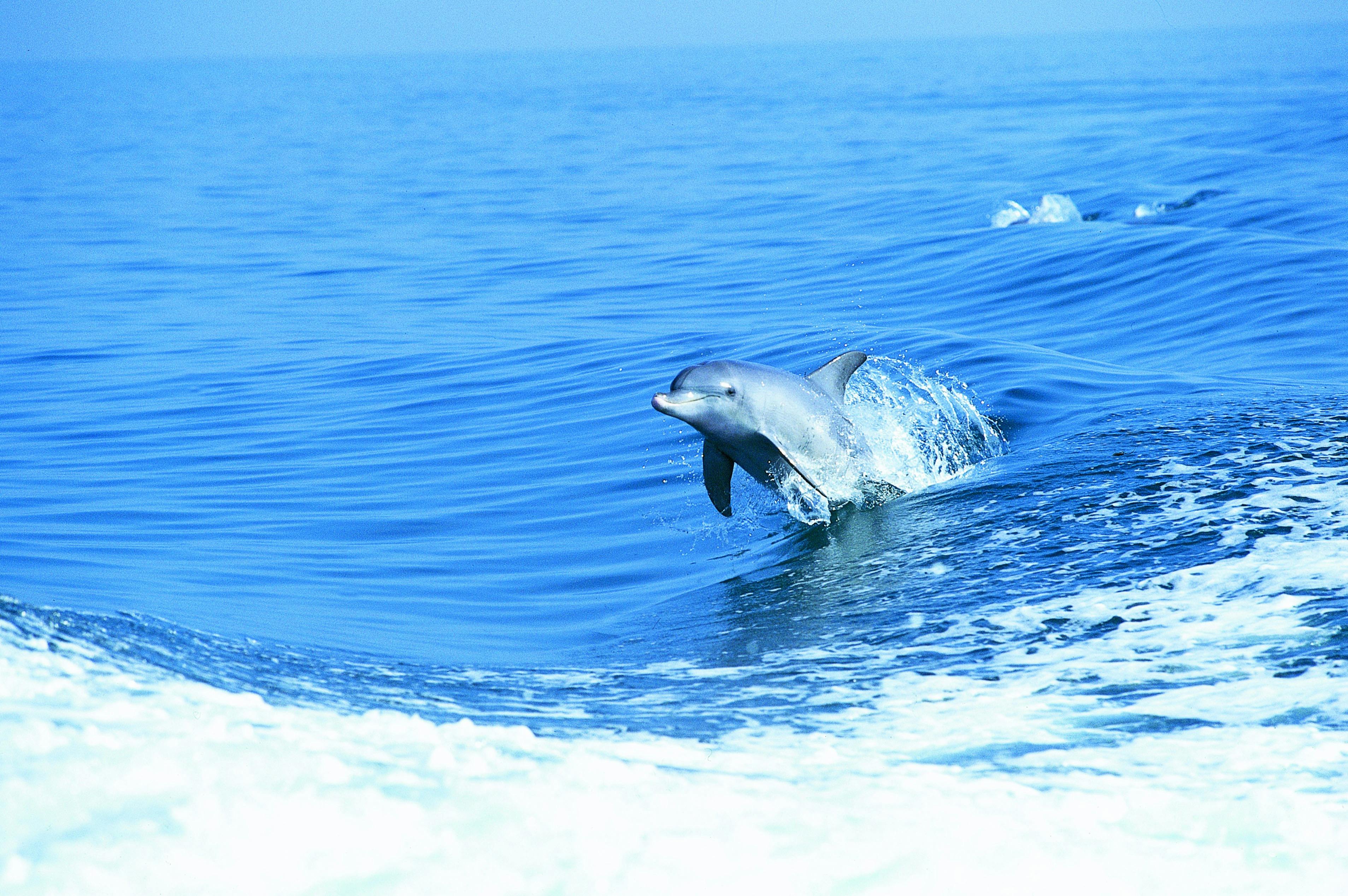Dolphins at Shoalwater Marine Park, Rockginham