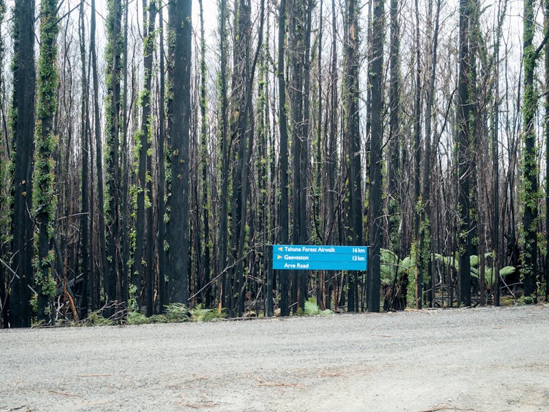 Road sign in front of burnt trees with strong regrowth