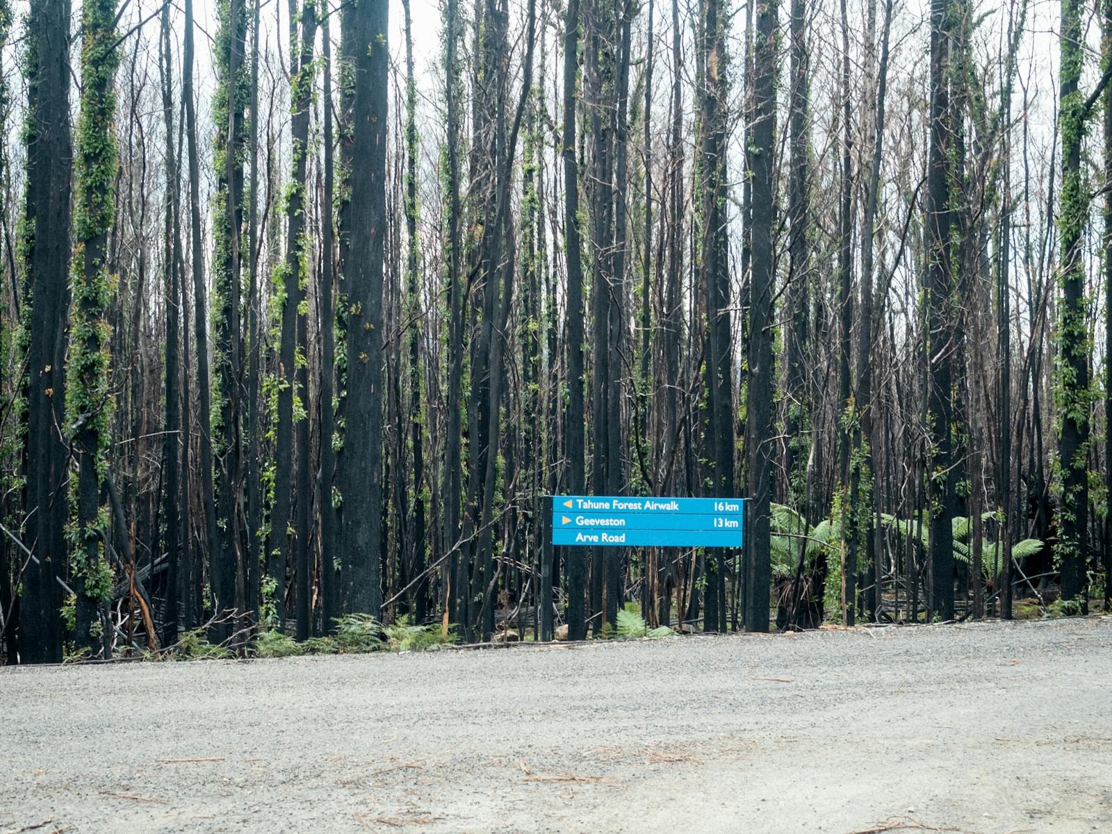 Road sign in front of burnt trees with strong regrowth