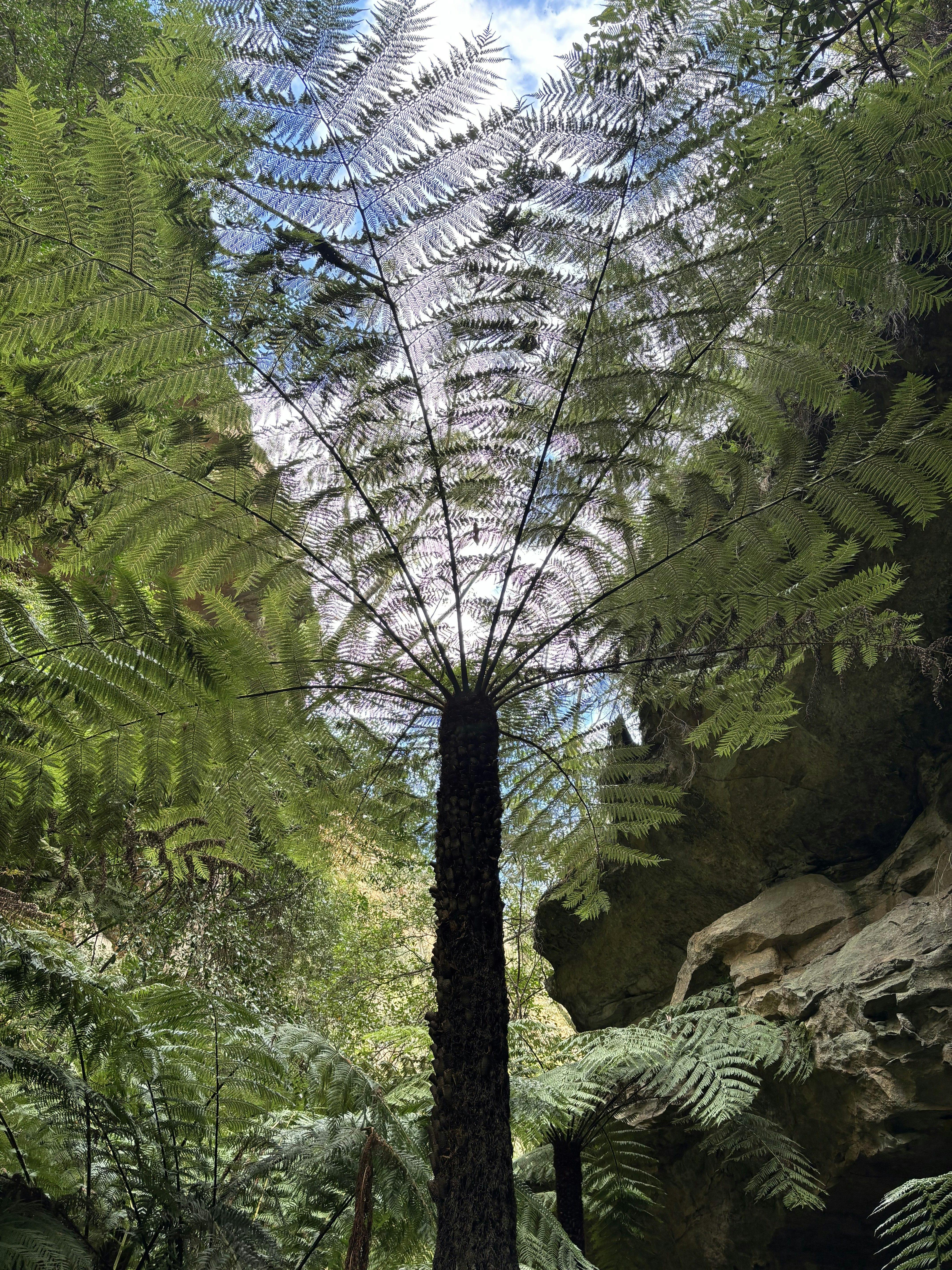 A giant tree fern located on the former track of the Wolgan Valley Railway.