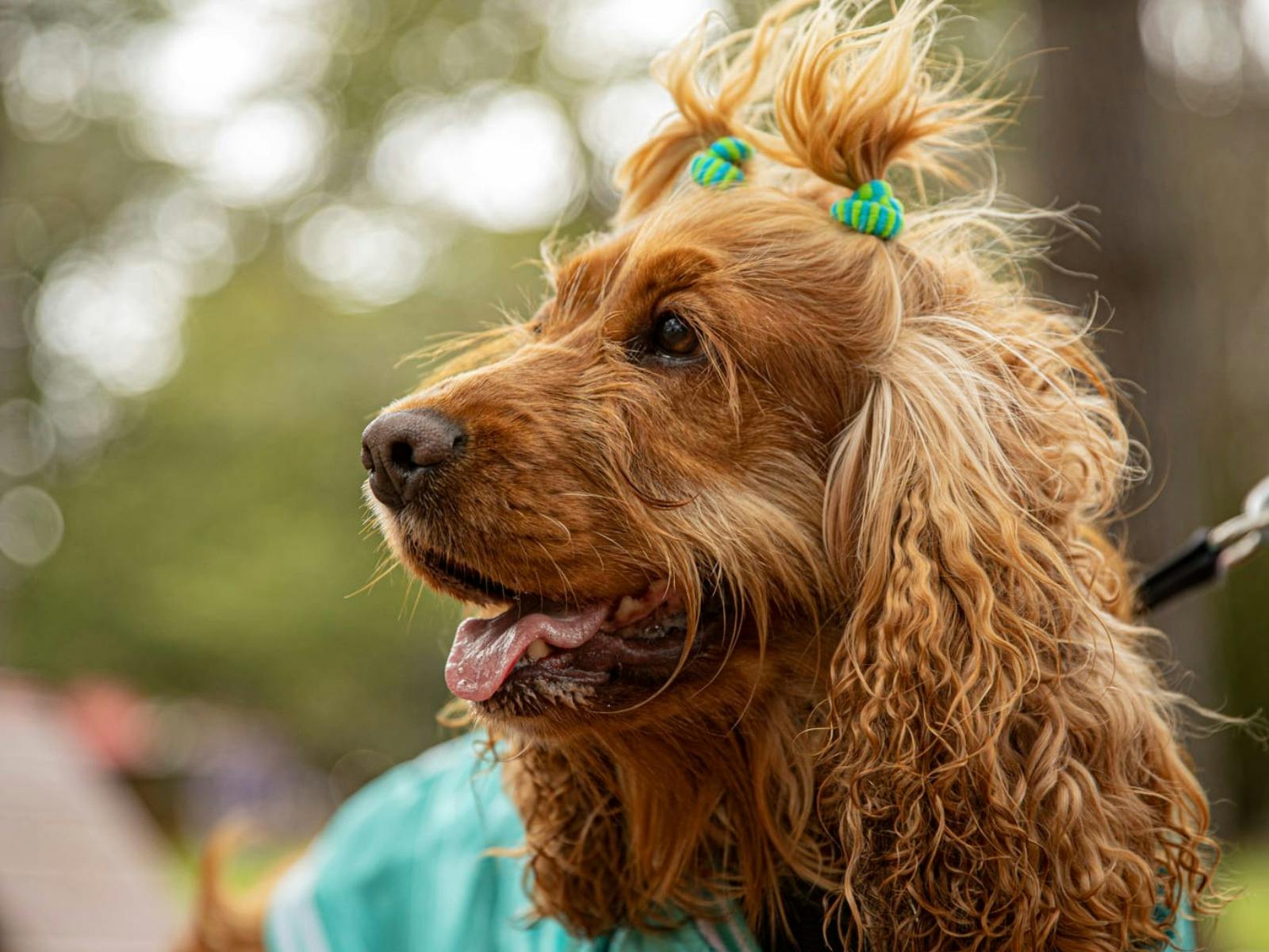 The Great Treat Hunt Paws Party
