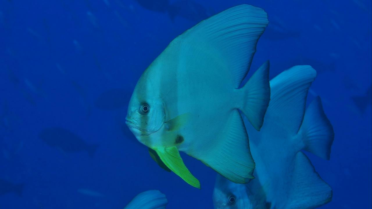 Cobia Hole Dive Site