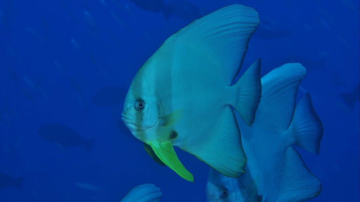 Cobia Hole Dive Site