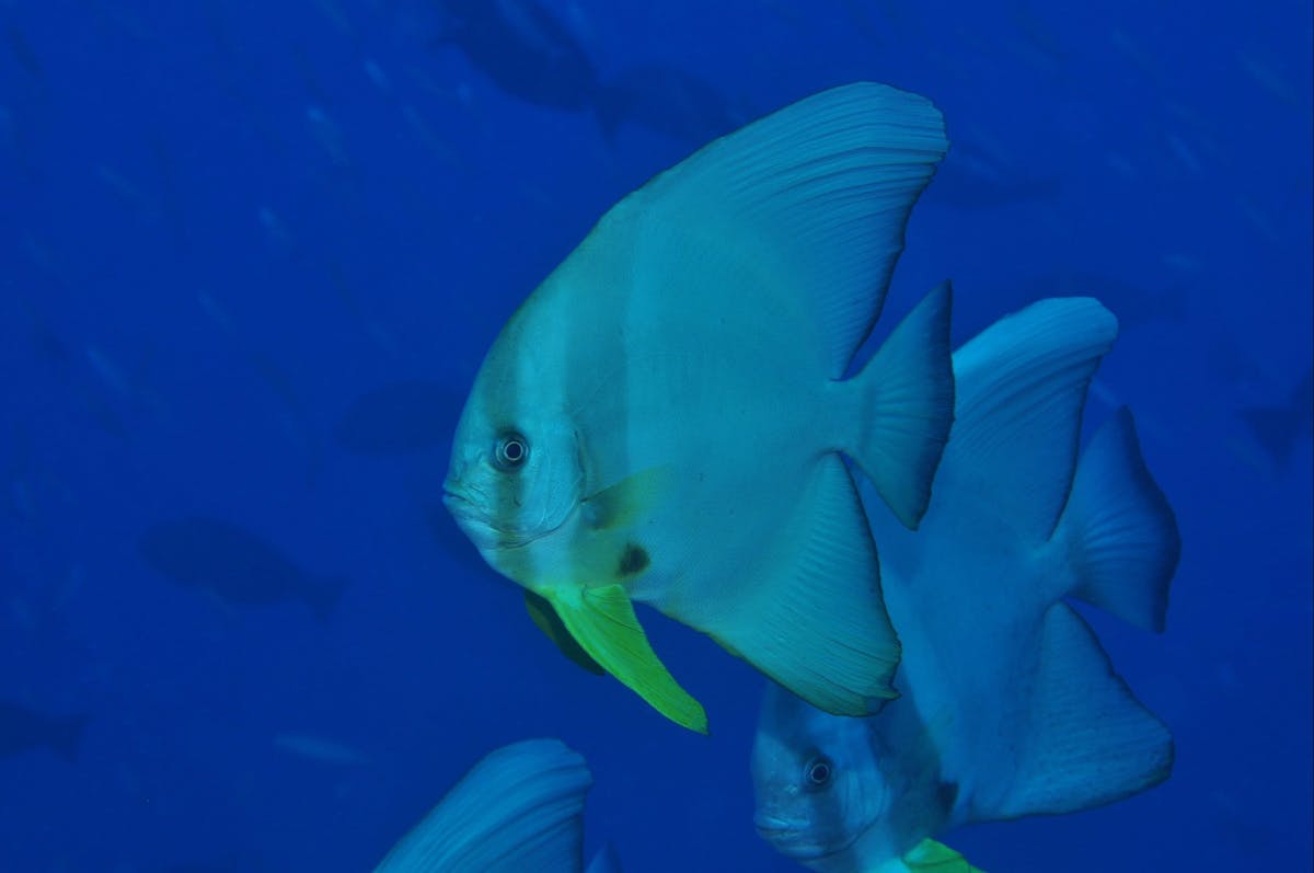 Cobia Hole Dive Site