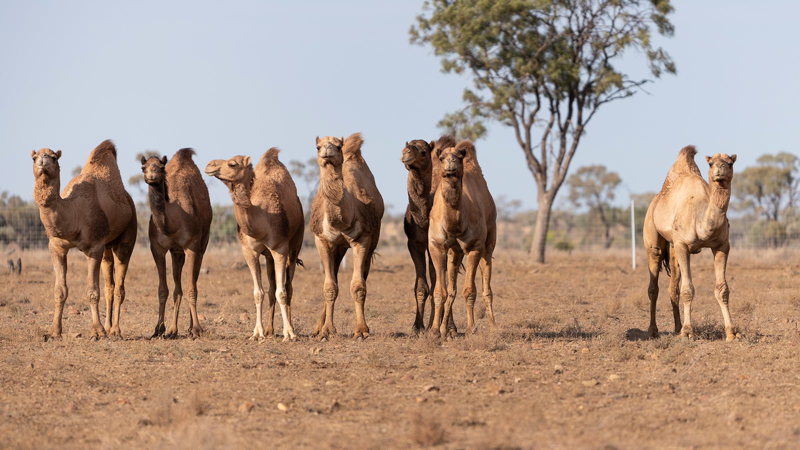 Look out for the Afghan camels roaming the station property