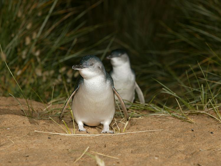 Penguin Parade