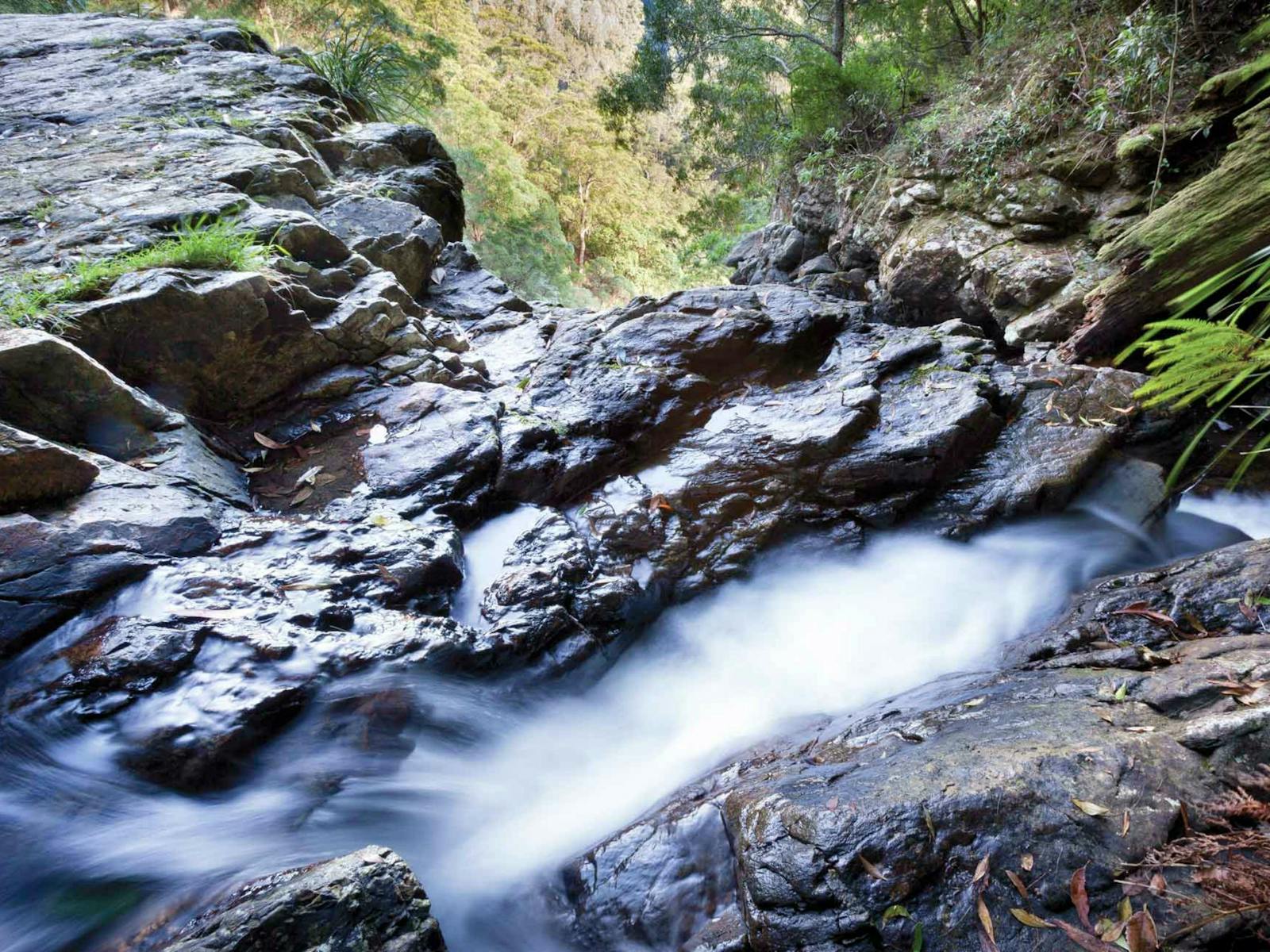 Casuarina Falls Schaltung, Dorrigo Nationalpark. Foto: Rob Cleary