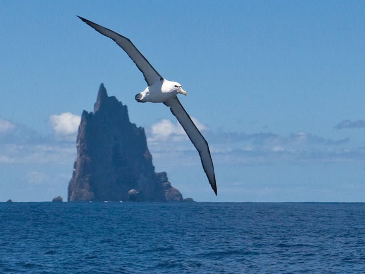 Ball's Pyramid Albatross