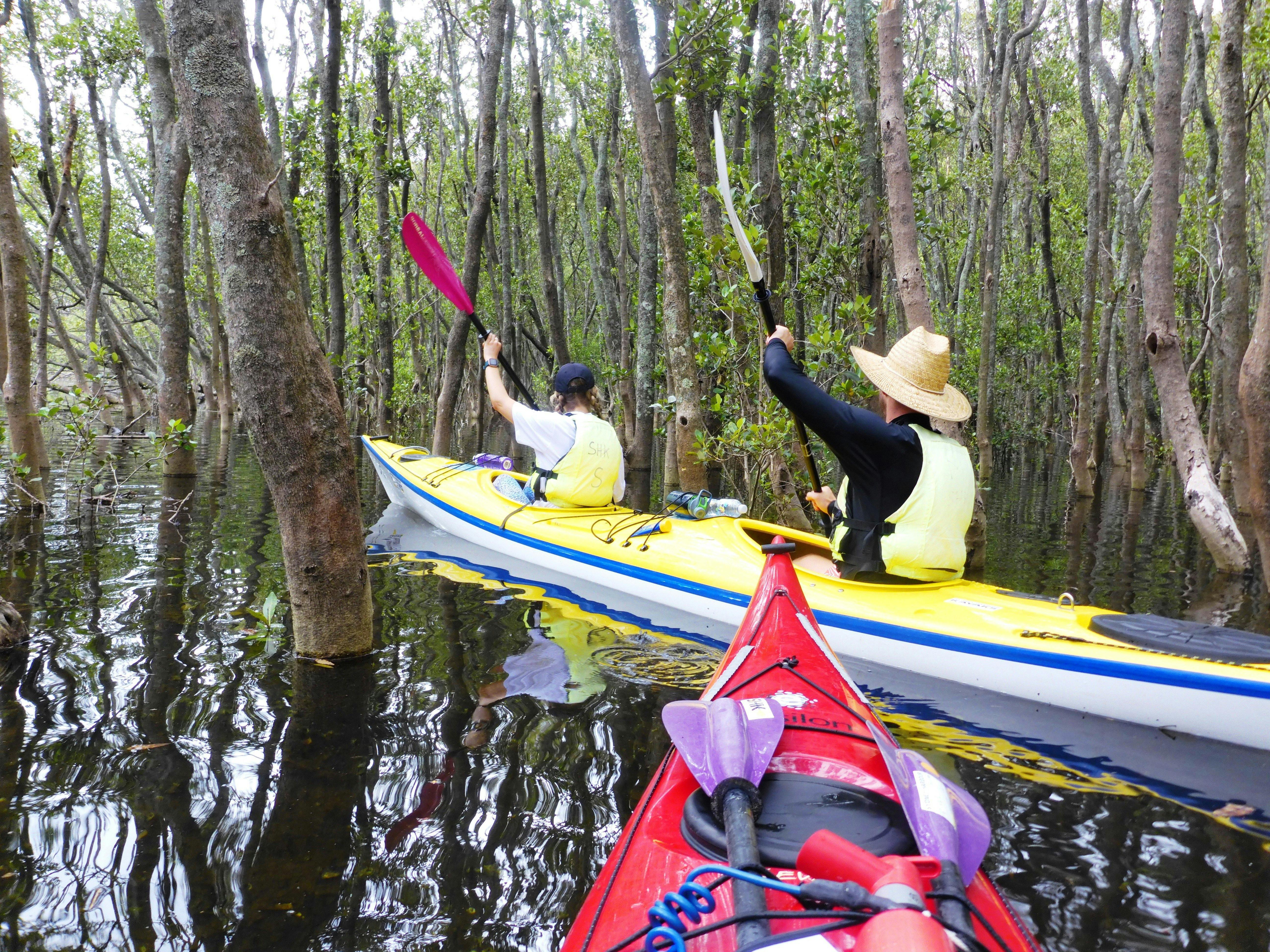 Middle Harbour Mangrove Explorer