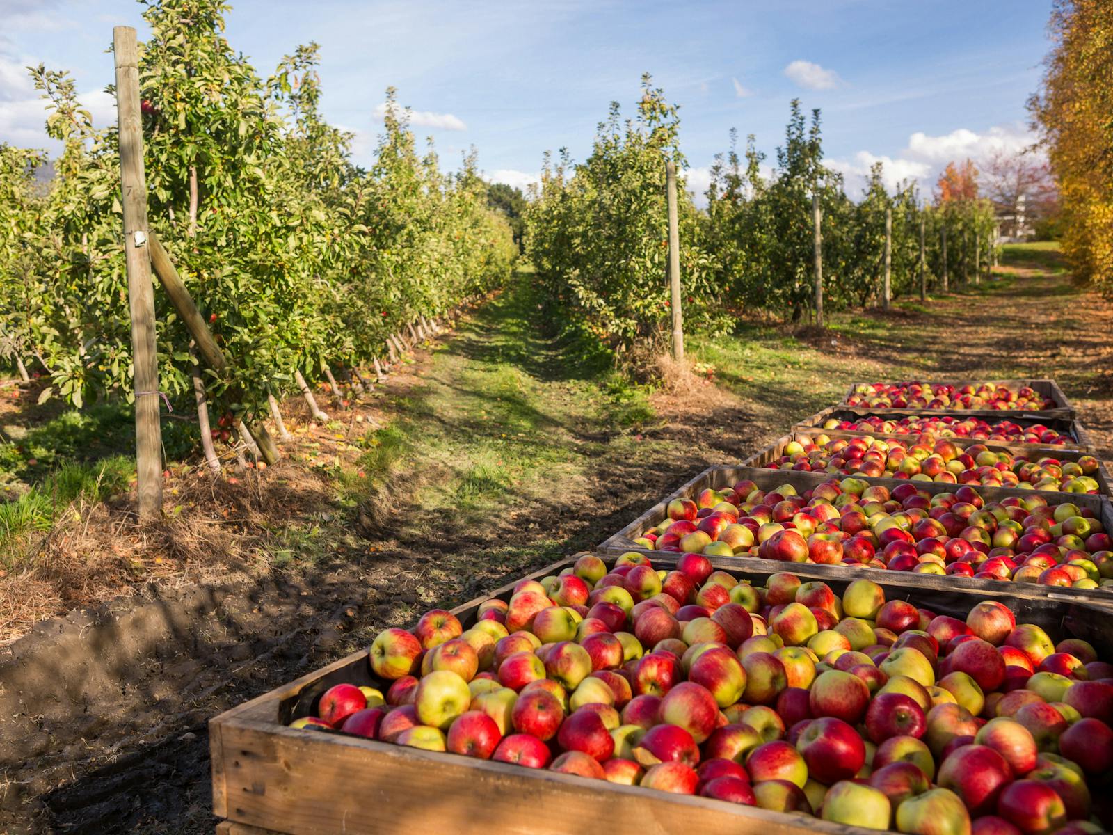 Apple harvest