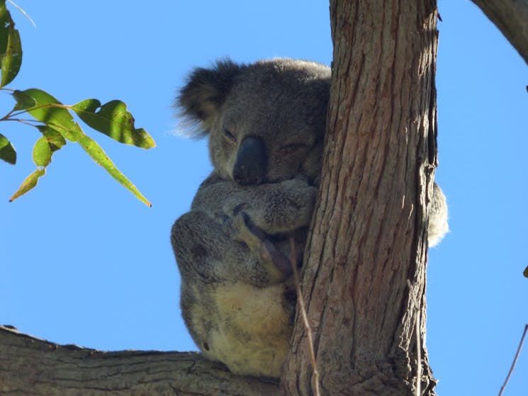 Koala near visitor centre