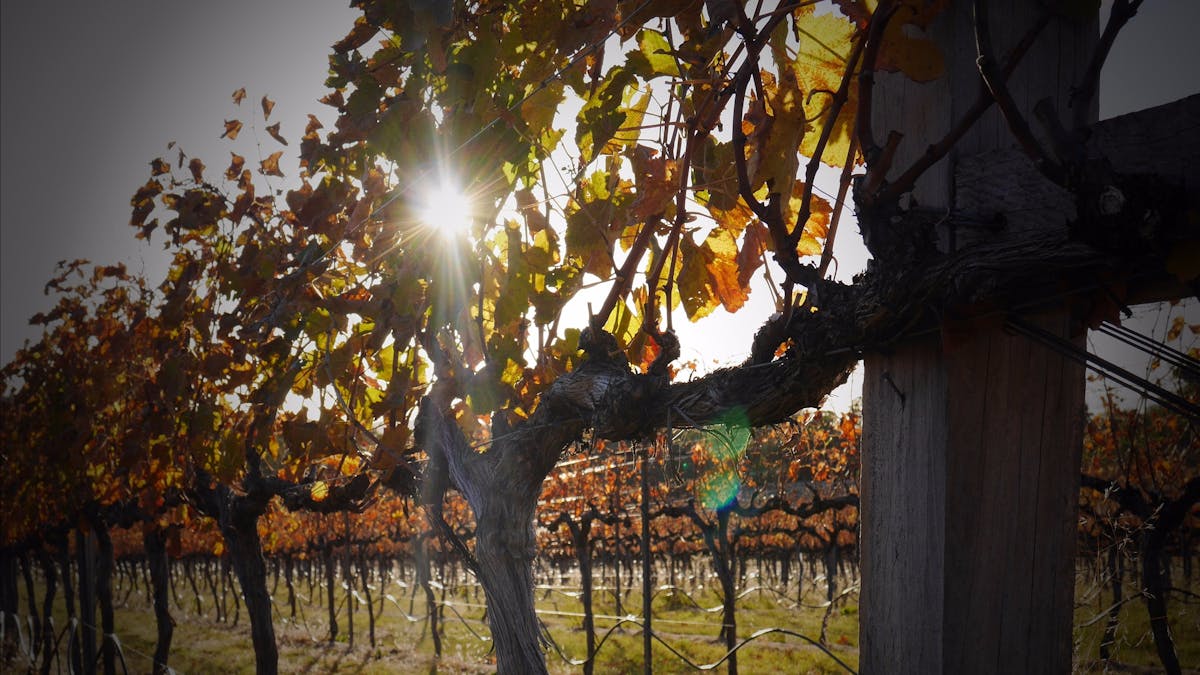 autumn in the vineyard at Pyramids Road Wines, Granite Belt, SE Qld