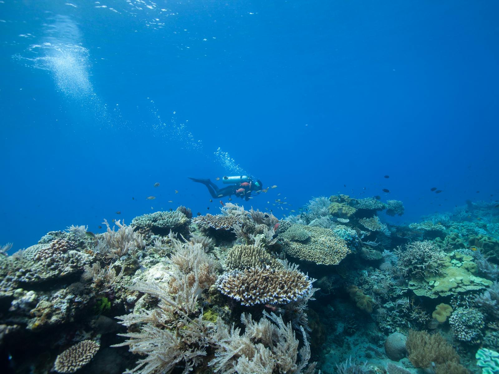 Dive Ningaloo, Western Australia