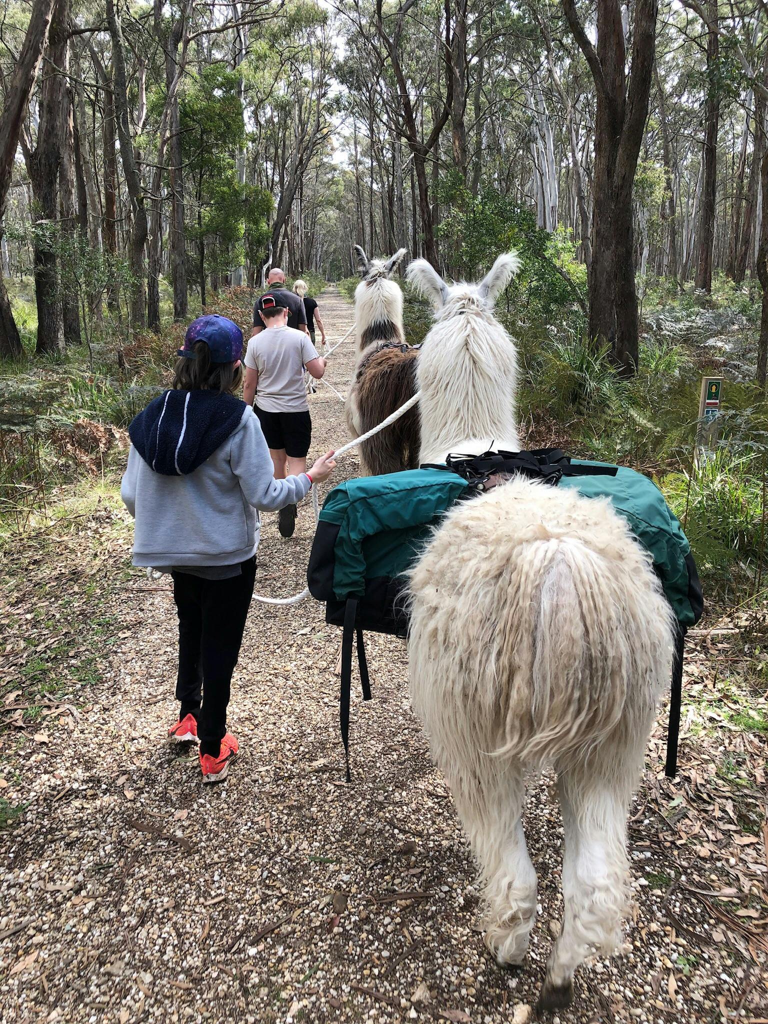 The Domino Rail Trail