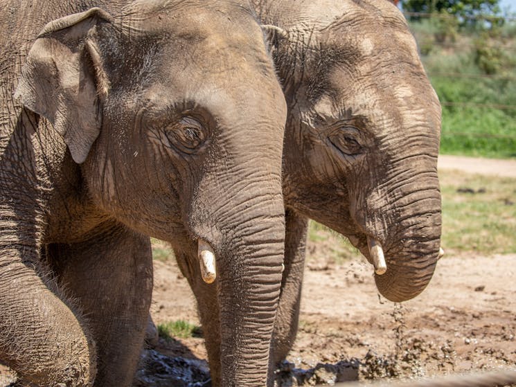 The two bull elephants at Sydney Zoo