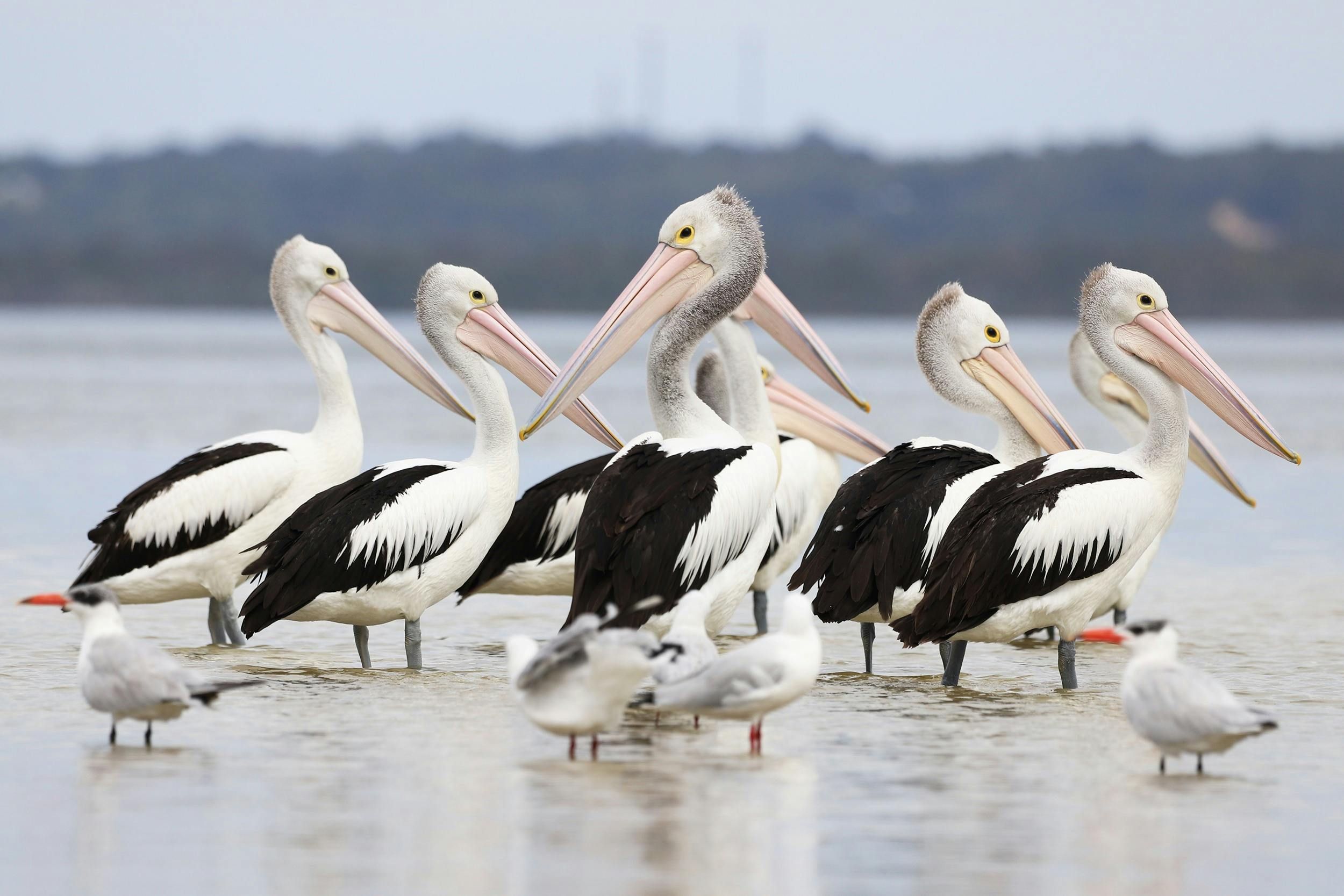 Mandurah Cruises, Mandurah, Western Australia