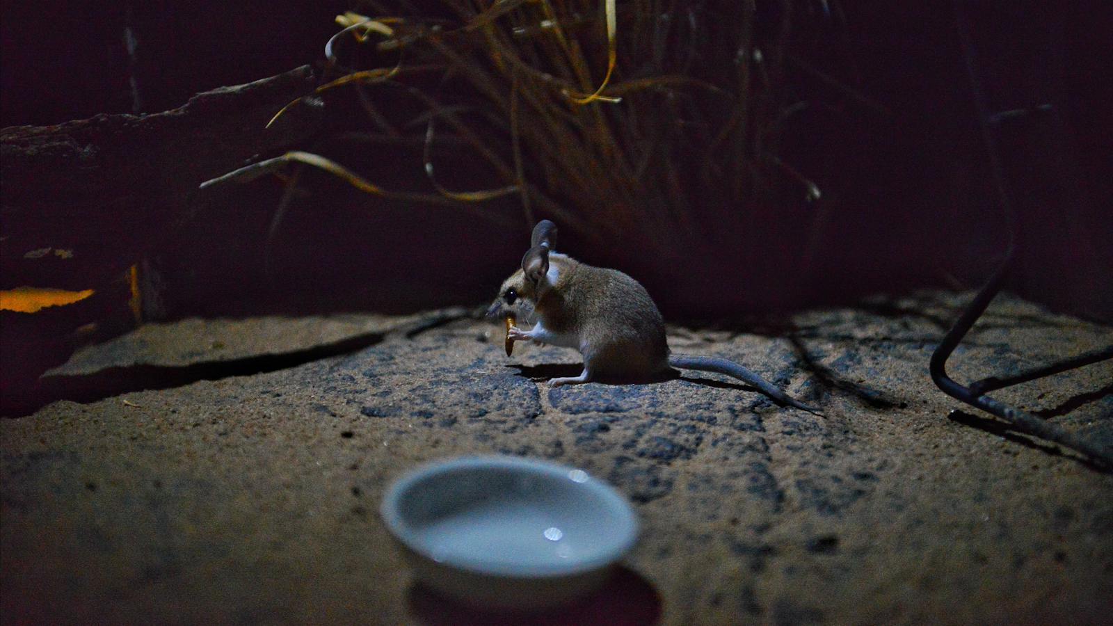 The Julia Creek Dunnart