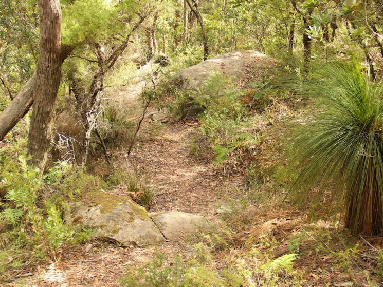 Mount Carnavon walking track, Morton National Park. Photo: John Yurasek