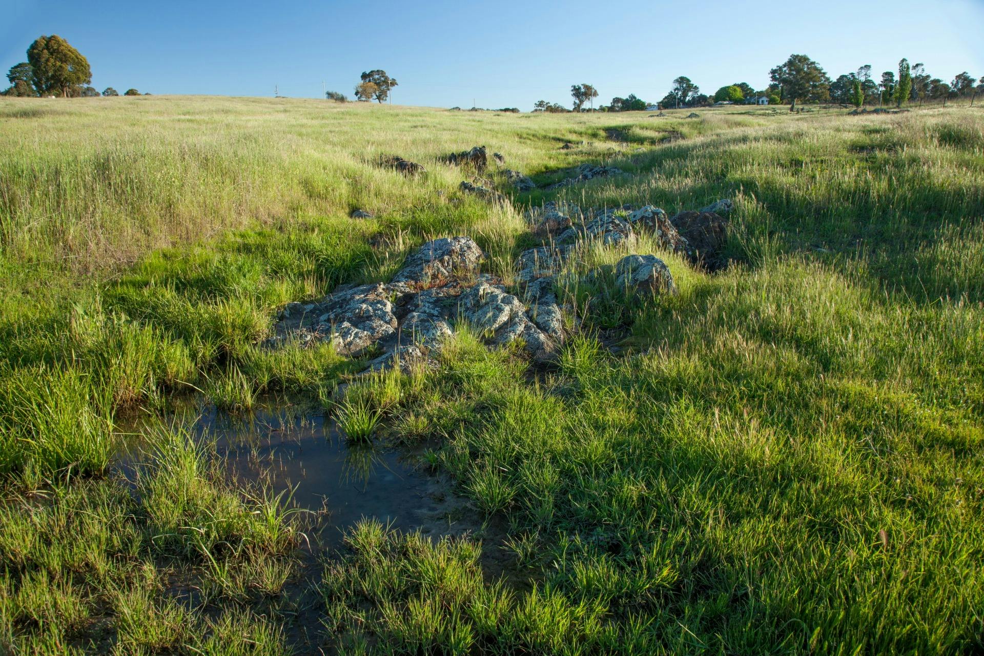 Grasslands at Mugga Mugga