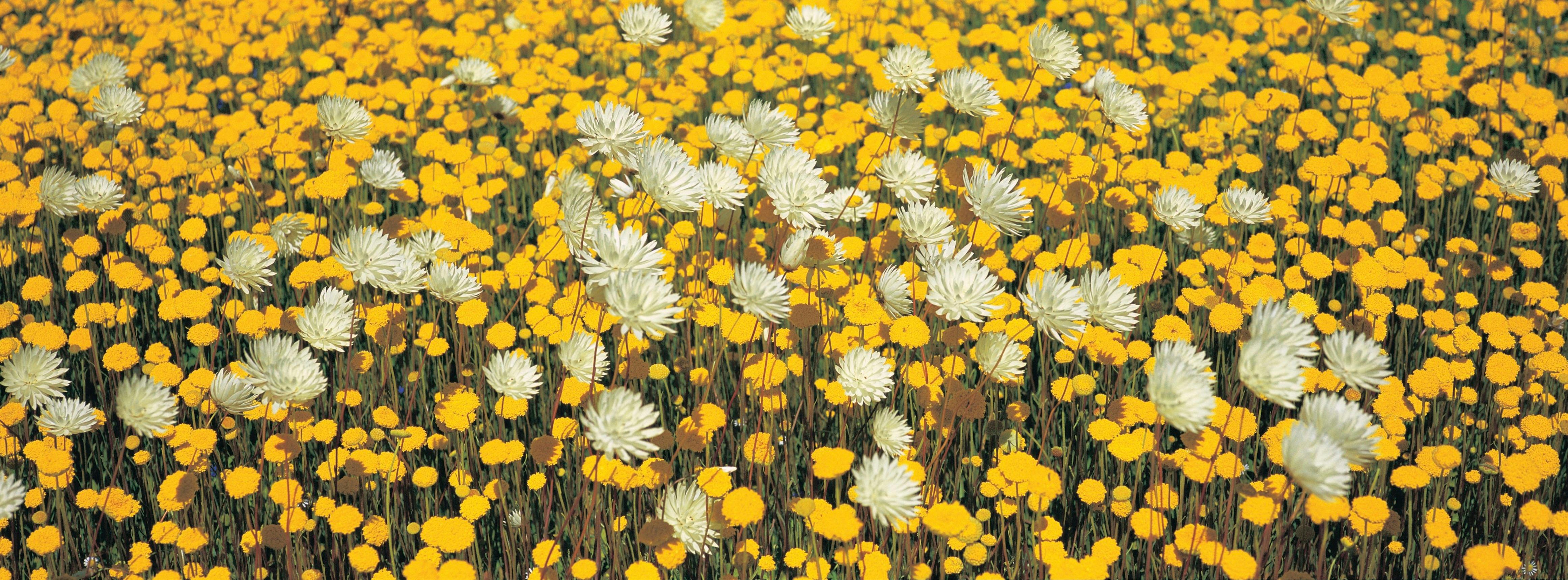 Goldfields Wildflower Trail, Merredin, Western Australia