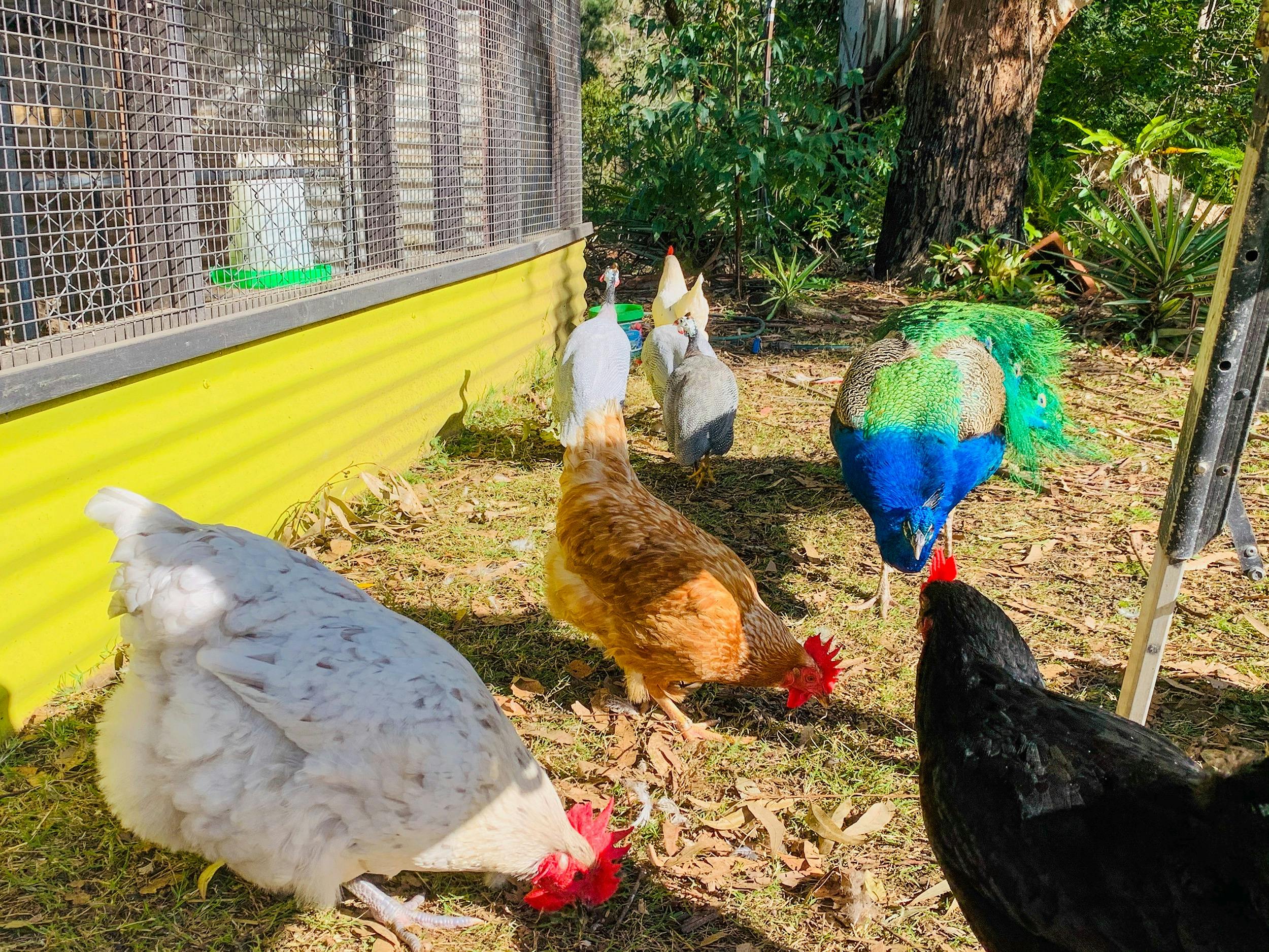 Our eclectic poultry including  chickens, peacocks, ducks, turkeys and guinea fowl roam free range