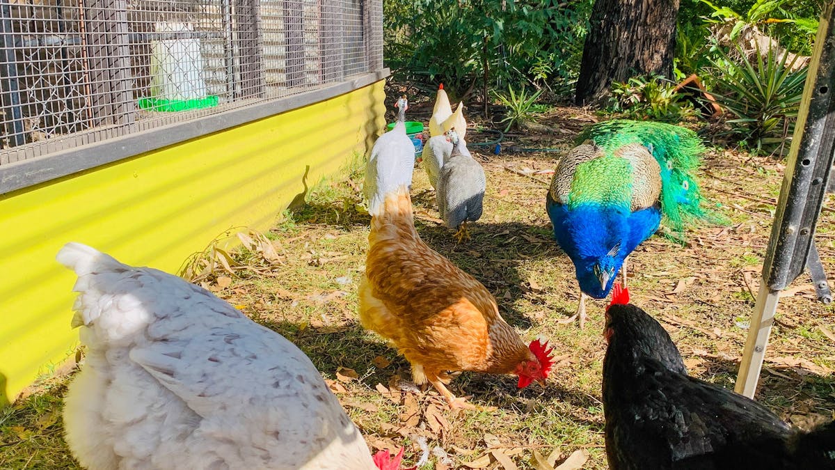 Poultry Poultry