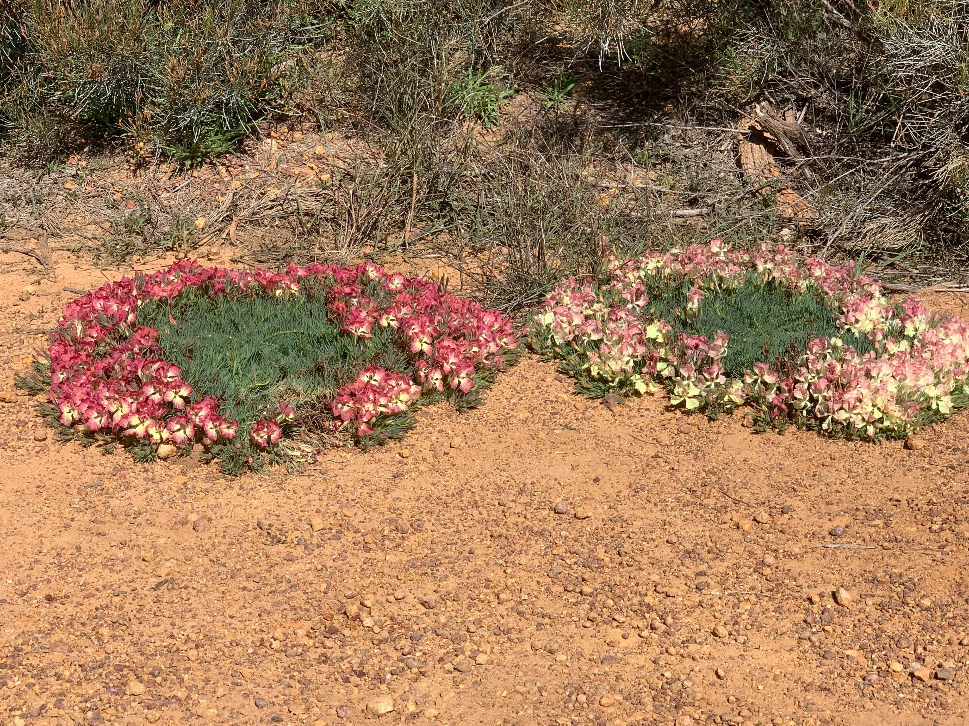 2 wreath flowers on dirt roads