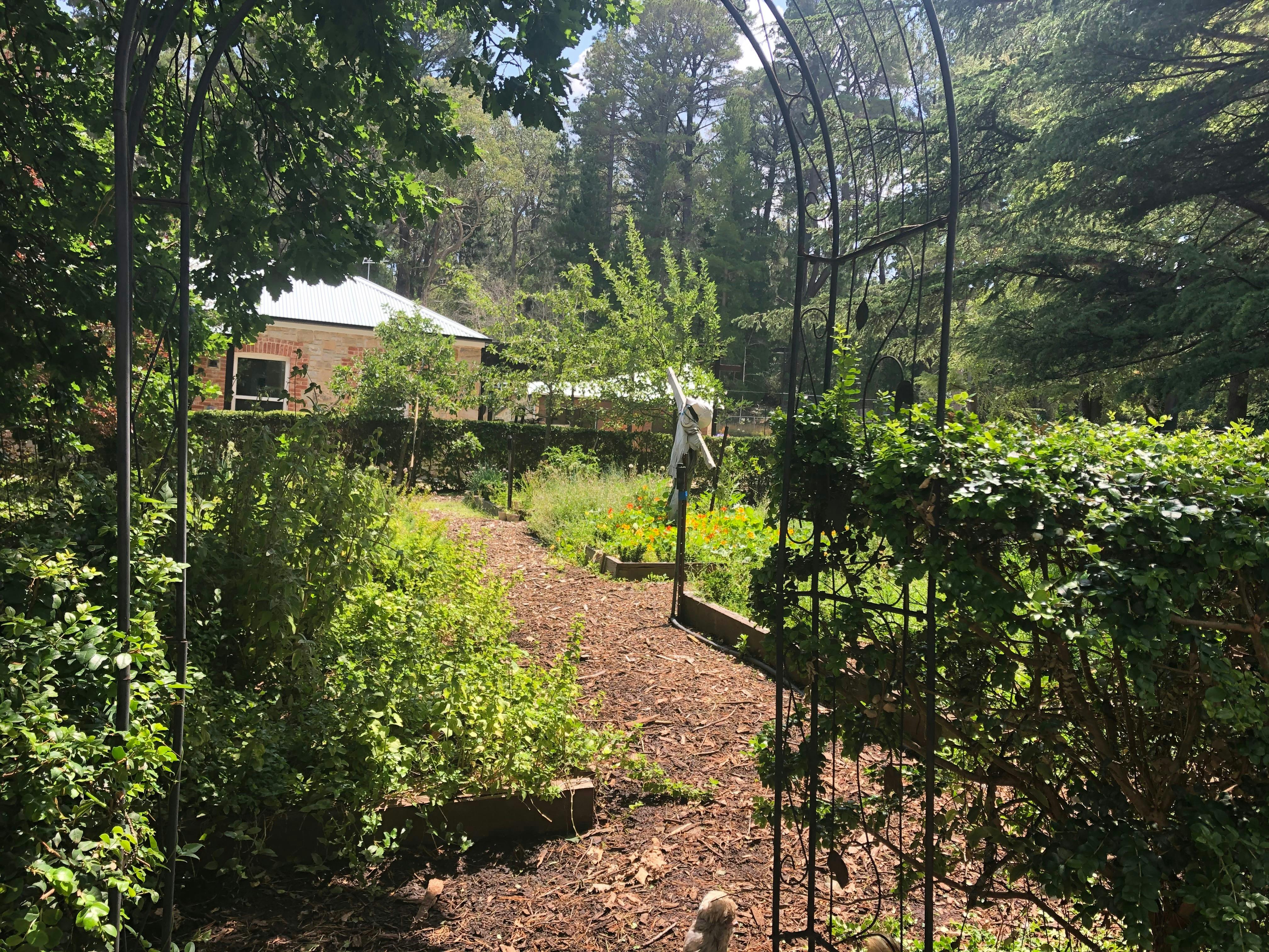 Vege patch by chook shed