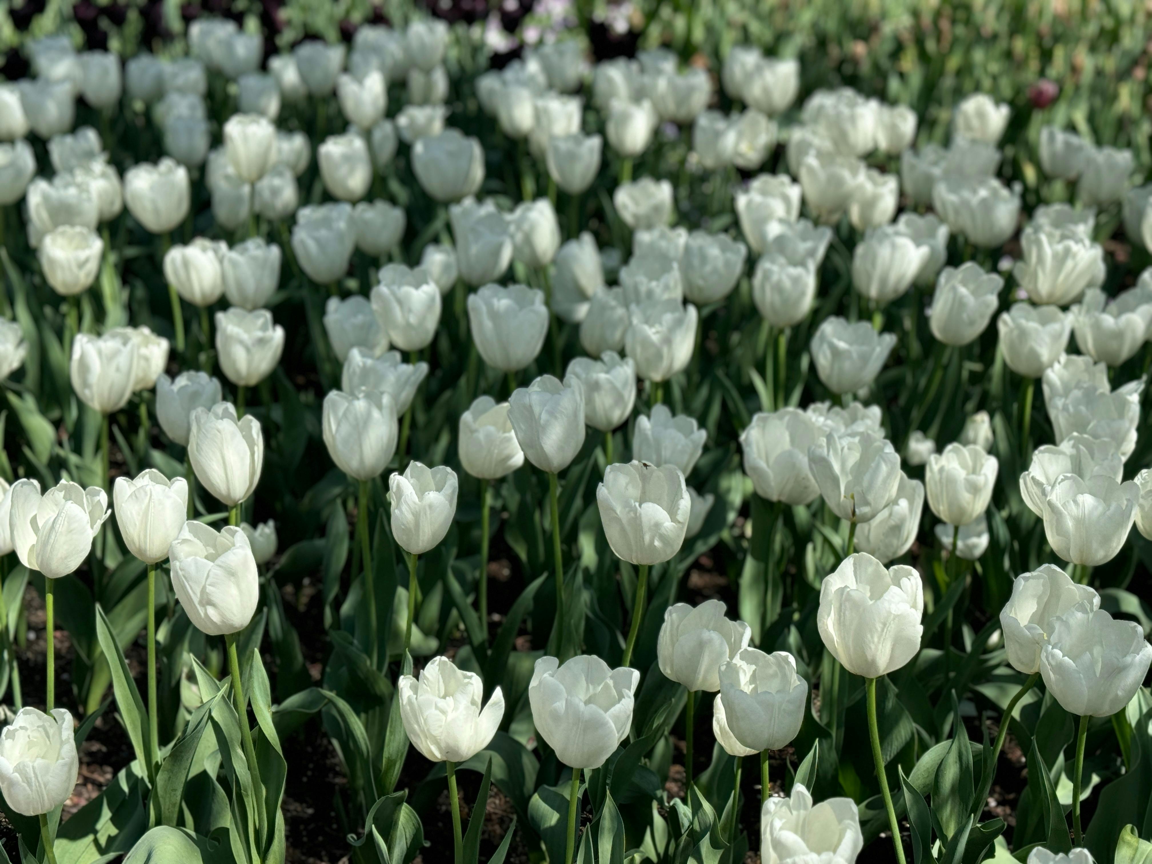white tulips