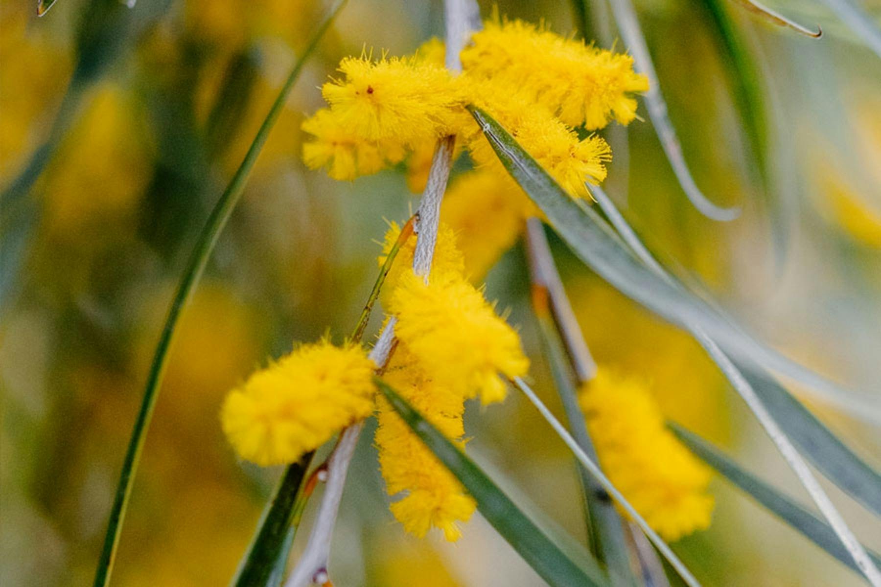 Native Flower