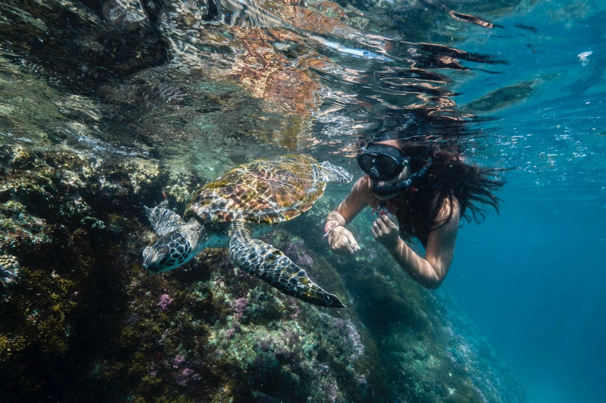 Girl snorkelling with a green turtle