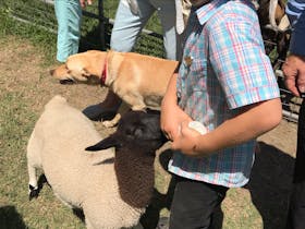 Dorpa Sheep at the Olive Farm
