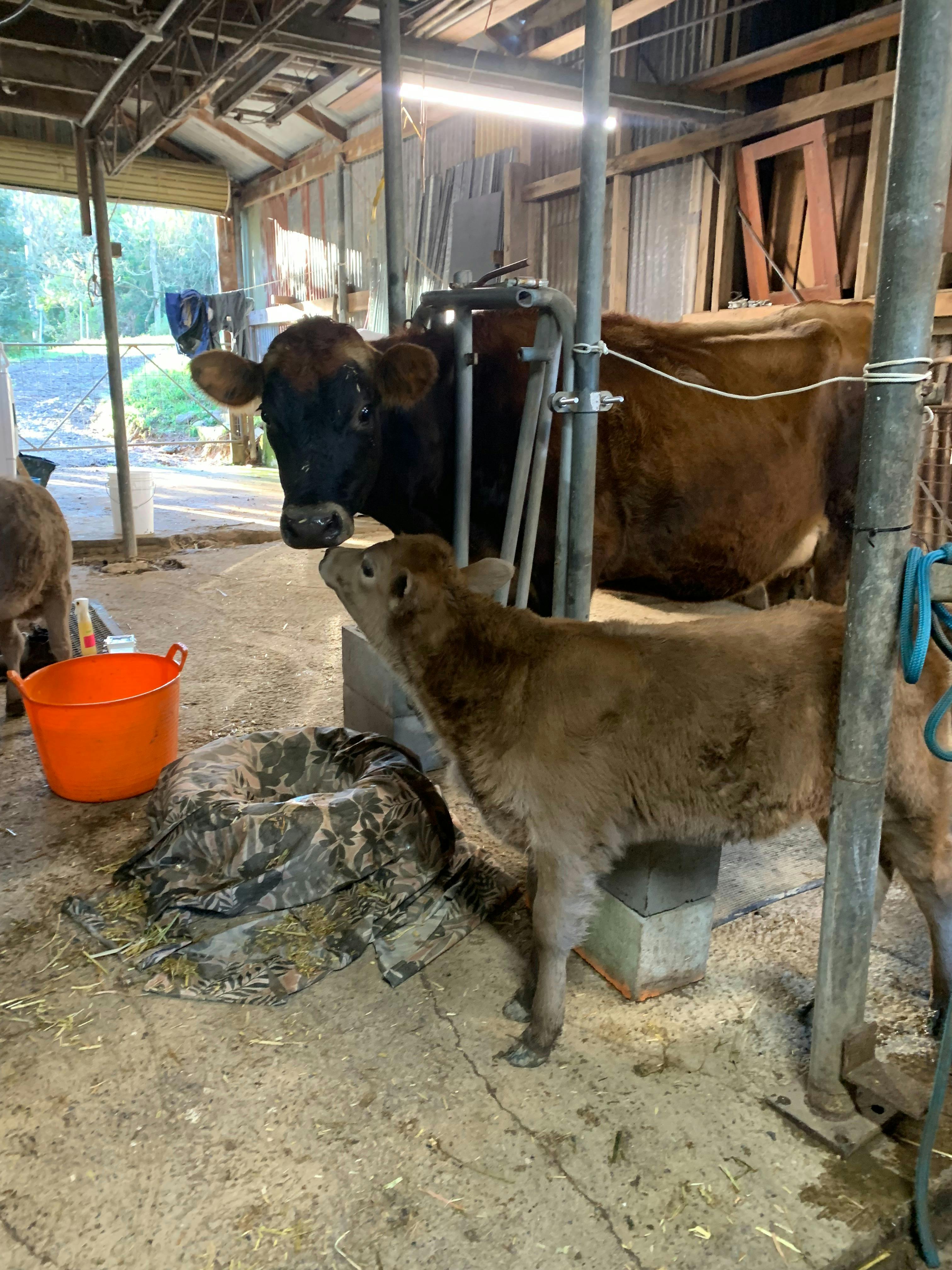 Nina and Fern in milkshed